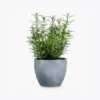 Rabbit Manure