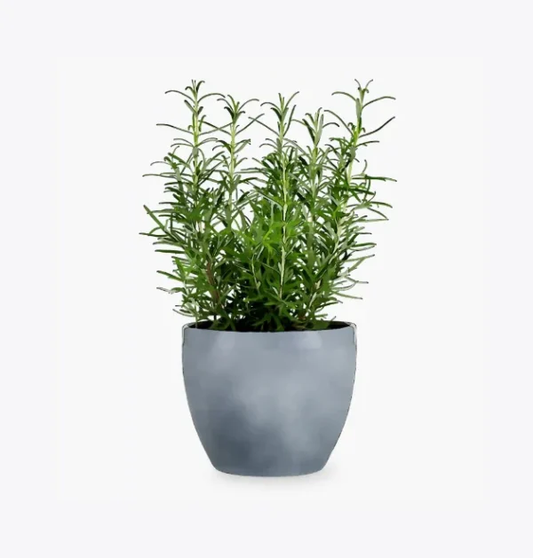 Rabbit Manure